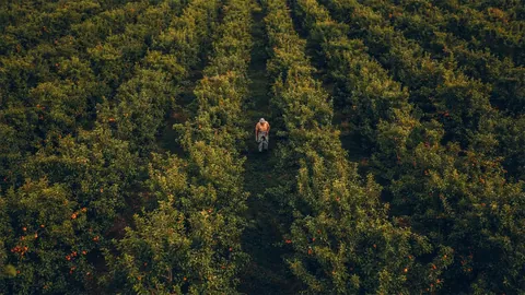 What does it take to achieve and sustain growth in AI?