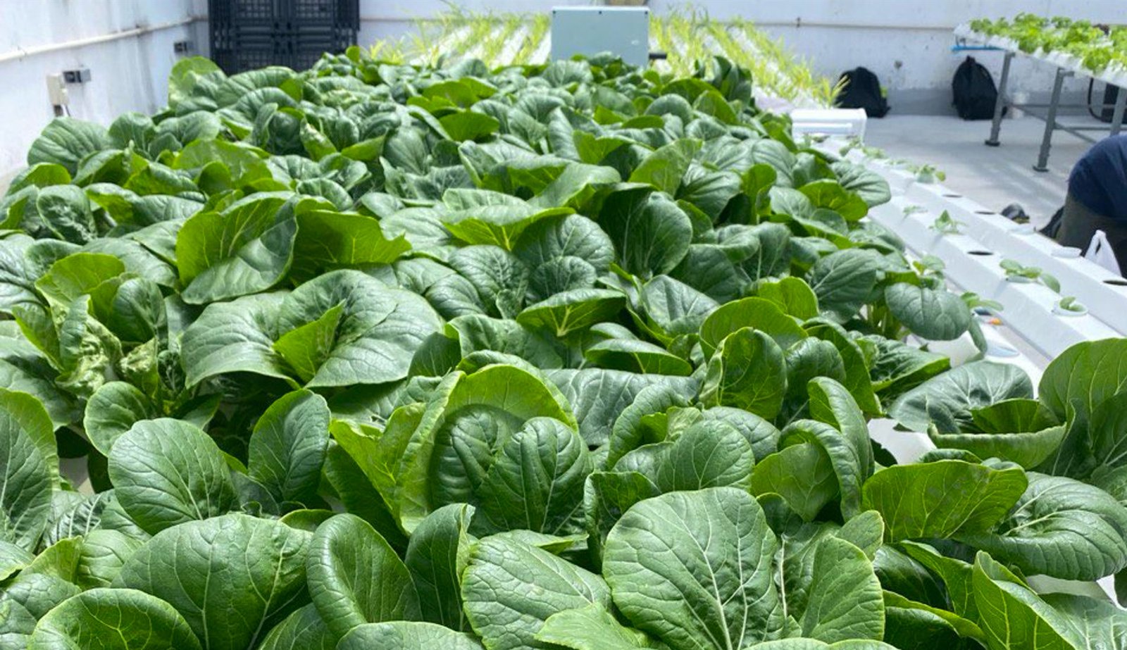 Hydroponics crop bed under AI-monitored cultivation for PSA Marine