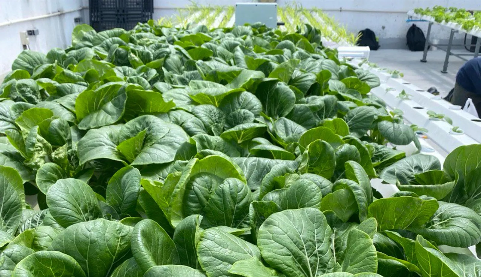 Hydroponics crop bed under AI-monitored cultivation for PSA Marine